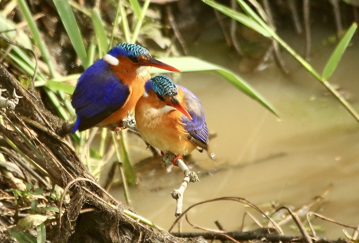 Malachite Kingfisher (Mainland) - ML244125841