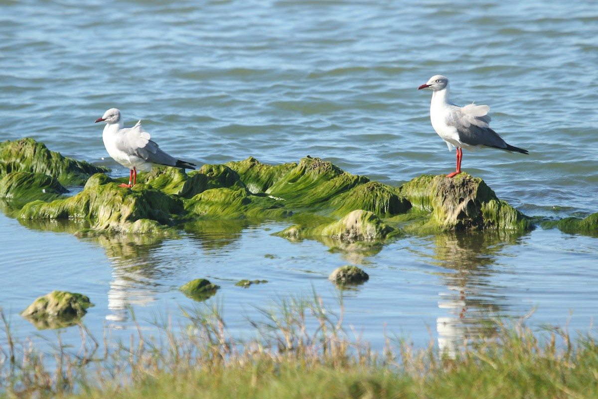 Gaviota Cabecigrís - ML244126081