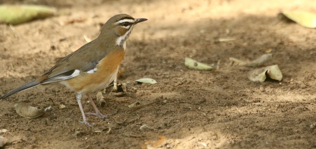 Bearded Scrub-Robin (Bearded) - ML244126311