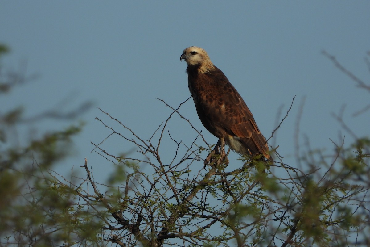 Black-collared Hawk - Ricardo Battistino