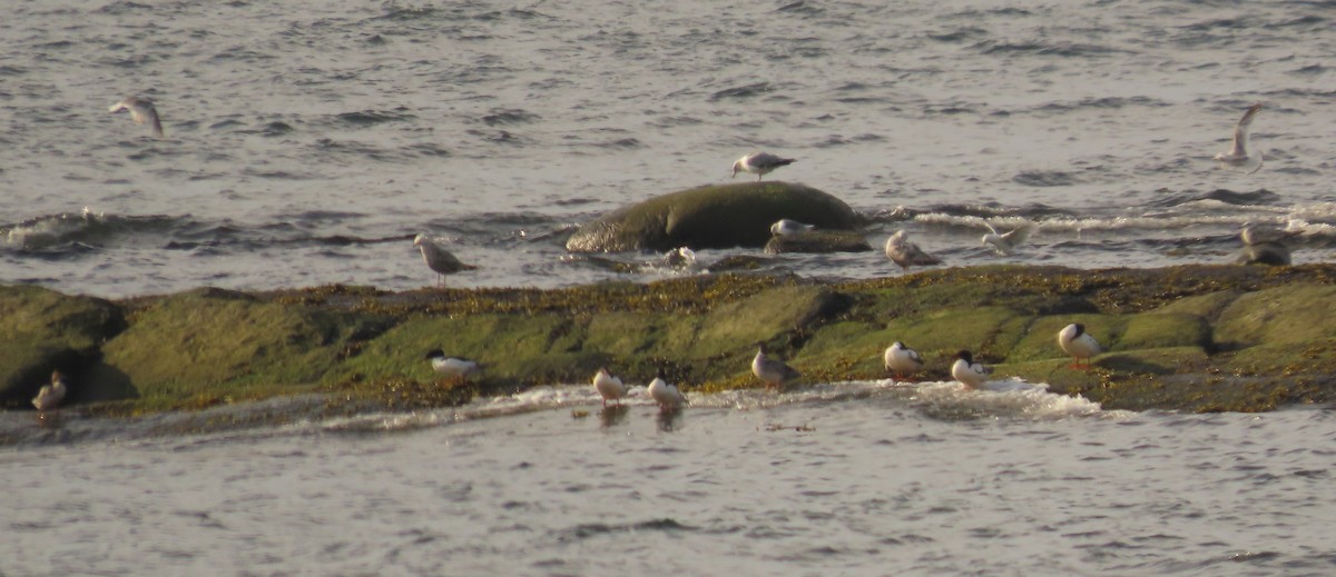 Common Merganser - ML244127791