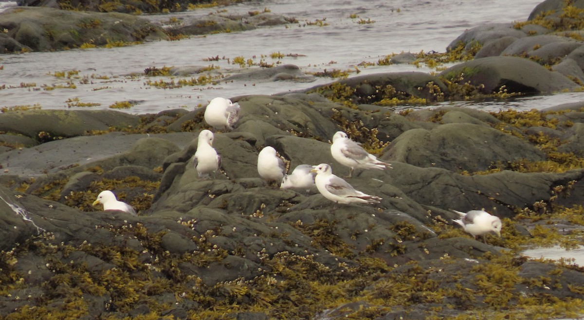 Black-legged Kittiwake - ML244127871