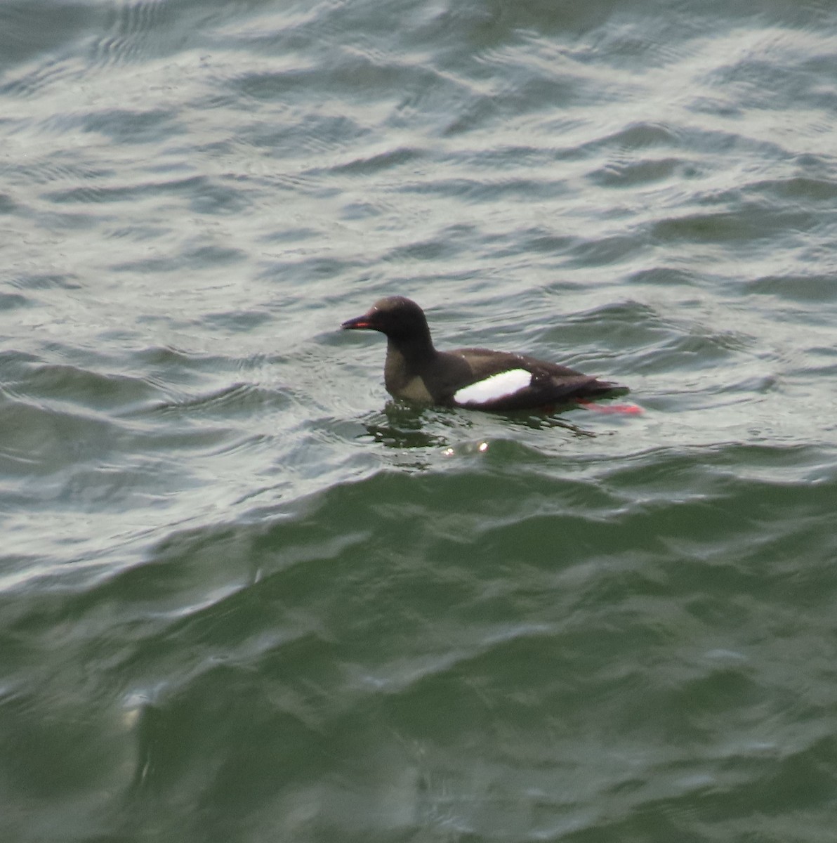 Black Guillemot - ML244127901