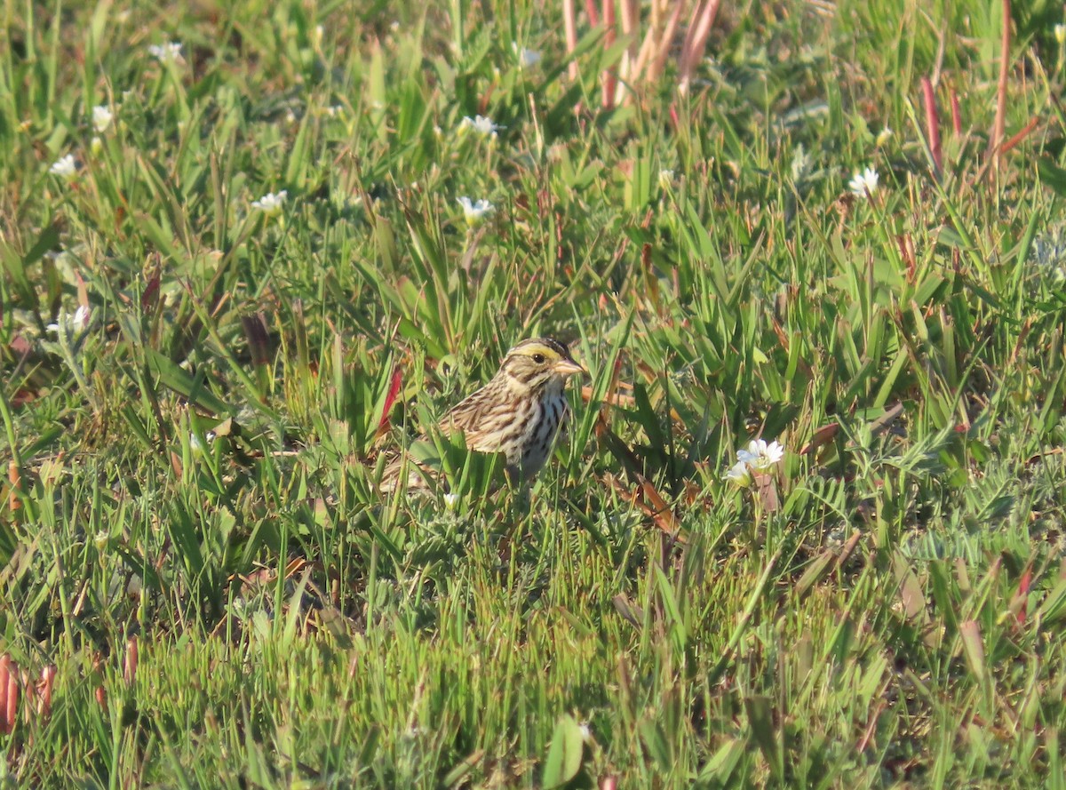 Savannah Sparrow - ML244128021
