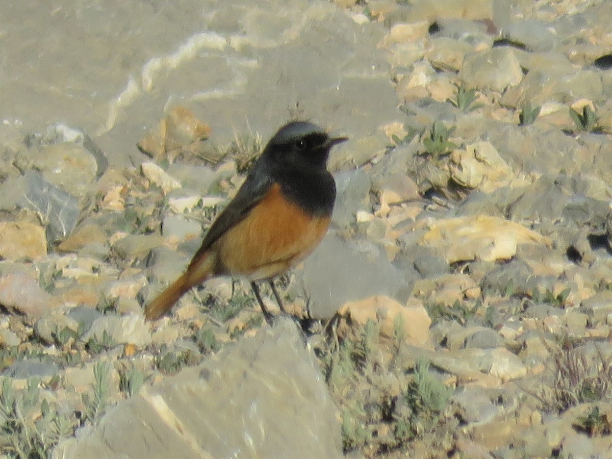 Black Redstart (Eastern) - ML244128071