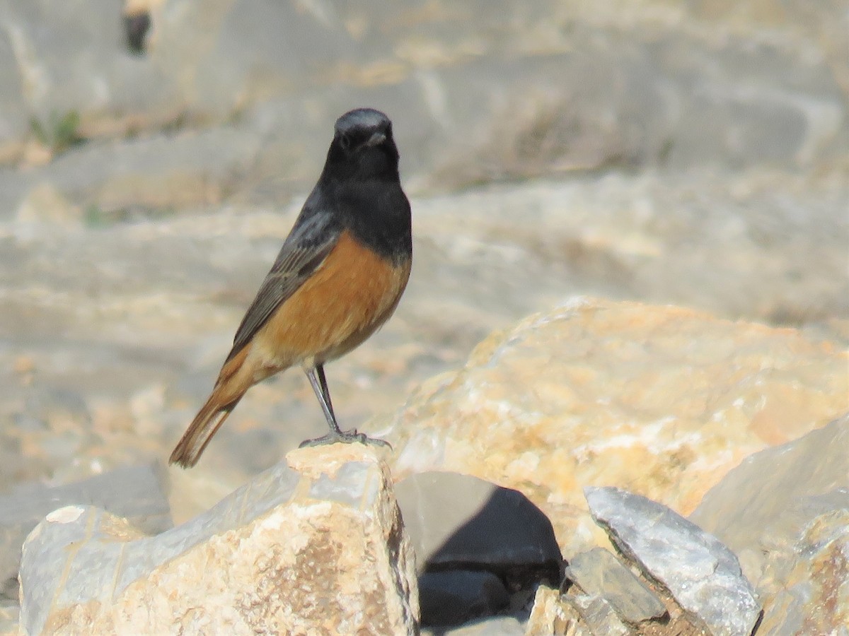 Black Redstart (Eastern) - ML244128081