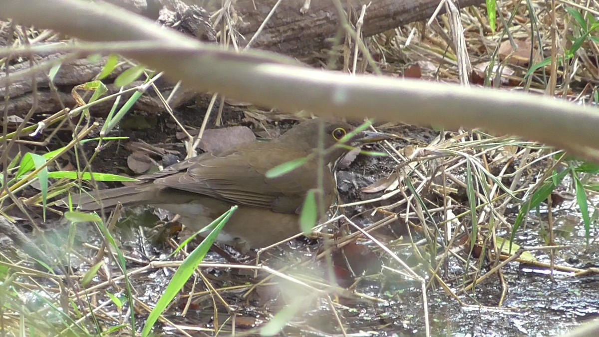 White-throated Thrush - ML24412811