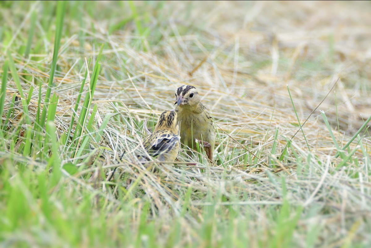 Bobolink - Jackie Elmore