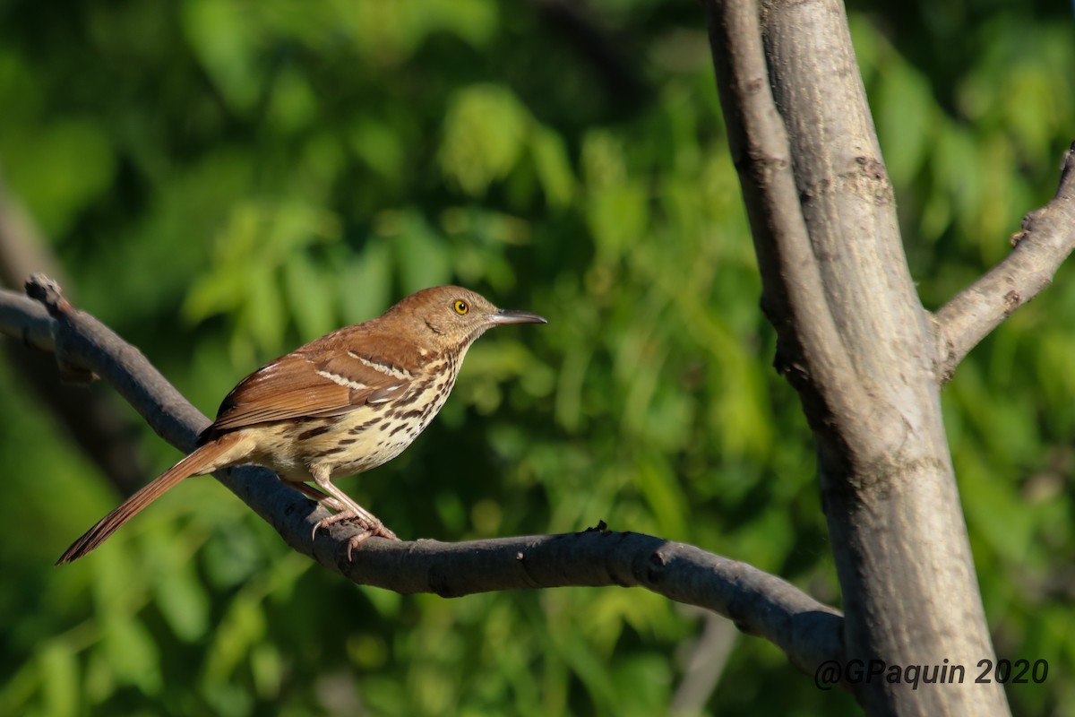 Brown Thrasher - ML244130281