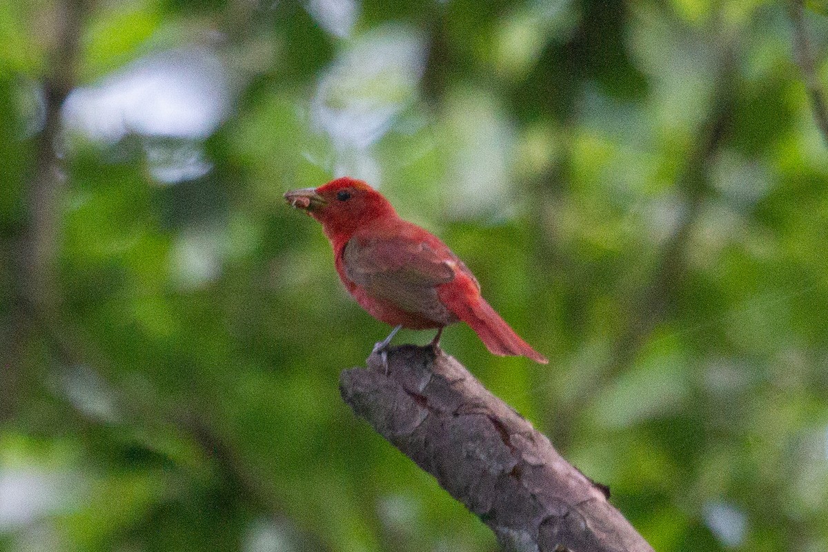 Summer Tanager - Kent Fiala