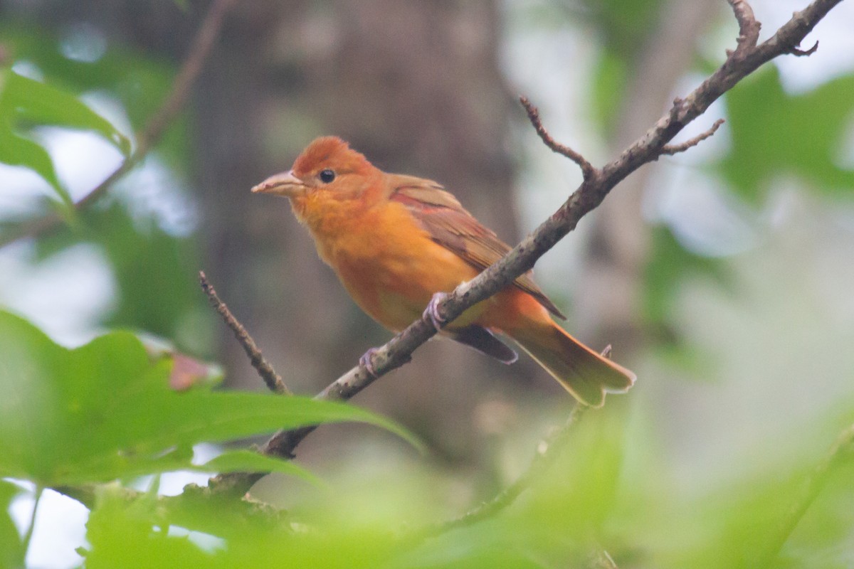 Summer Tanager - Kent Fiala