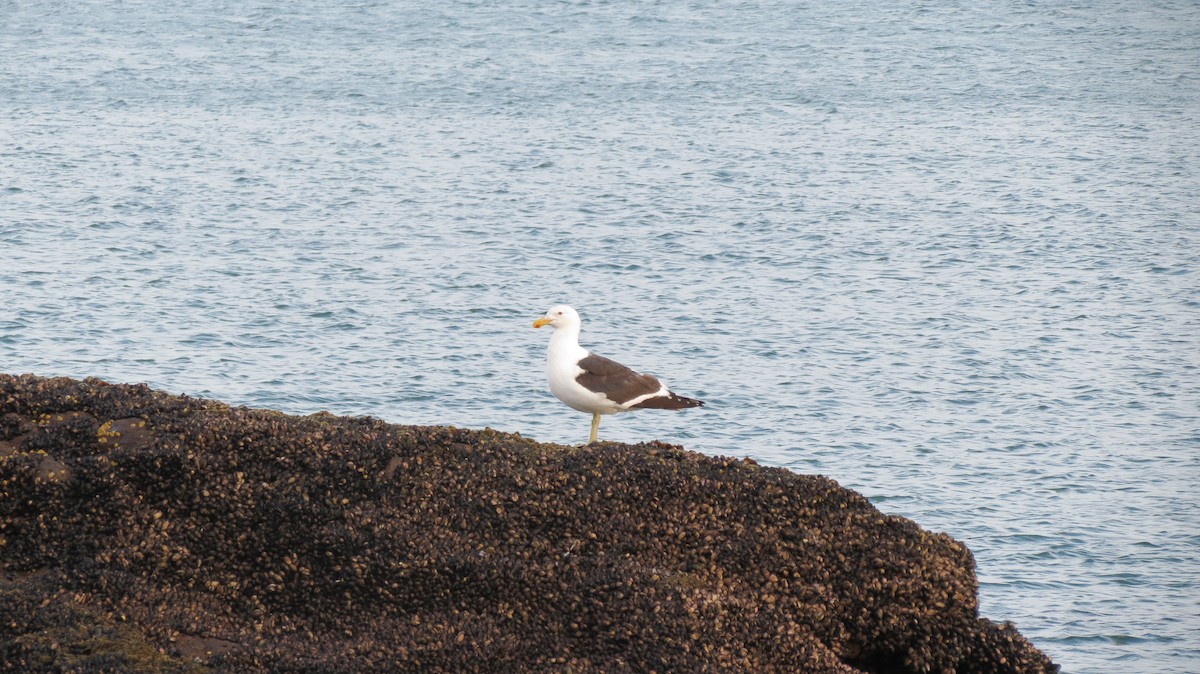 Kelp Gull - ML244132001