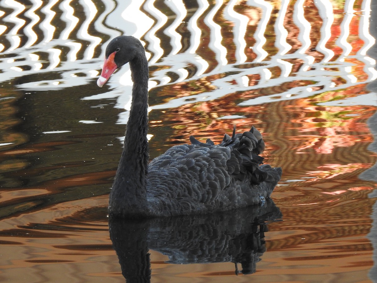 Black Swan - Wendy Meehan