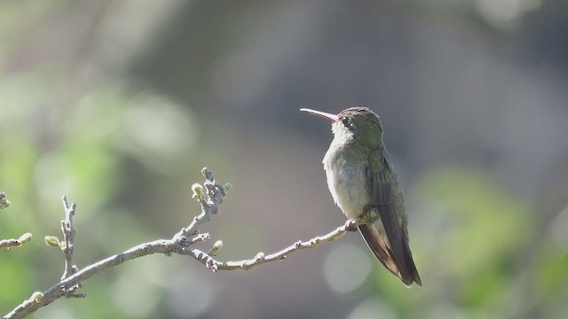 gyllenkolibri - ML244133531