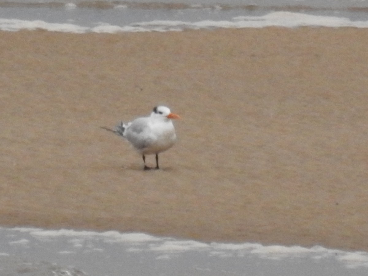 Royal Tern - ML244133721