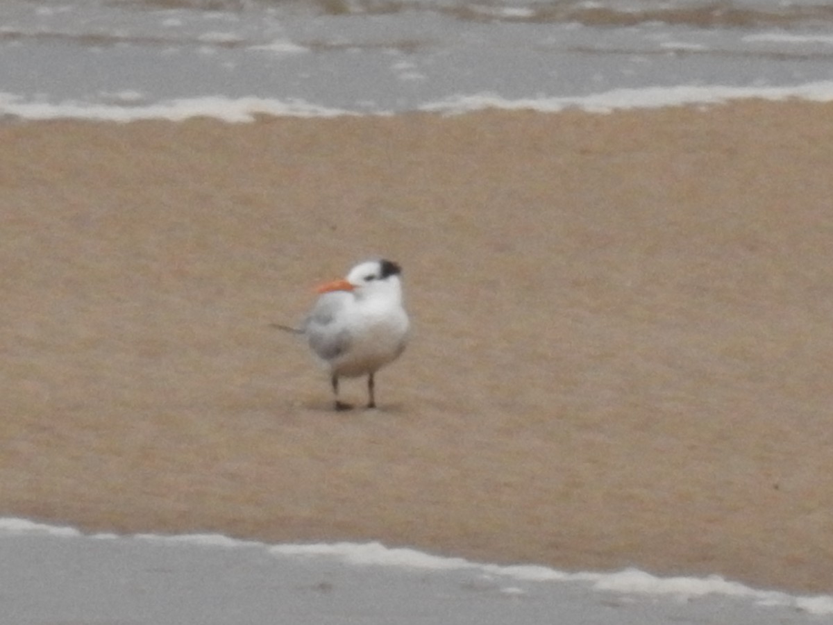 Royal Tern - ML244133761