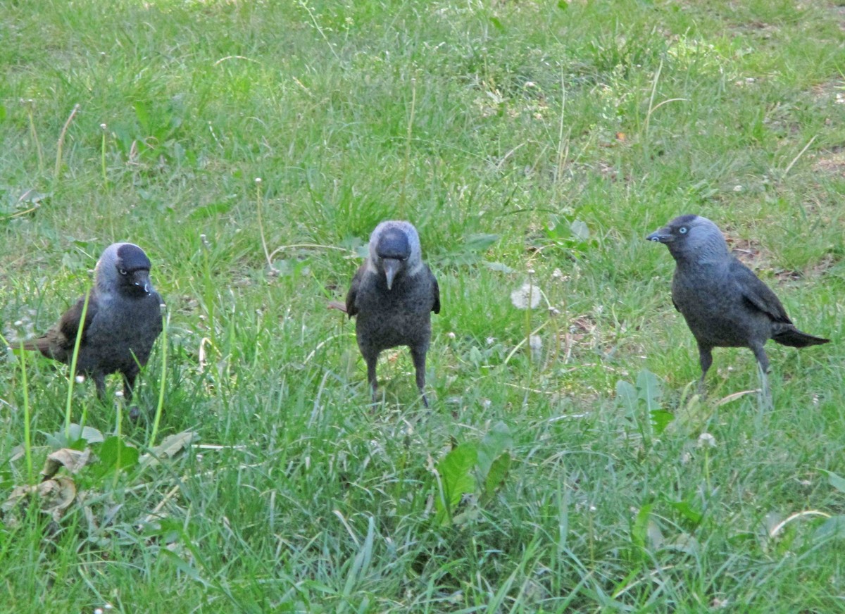 Eurasian Jackdaw - ML244133851