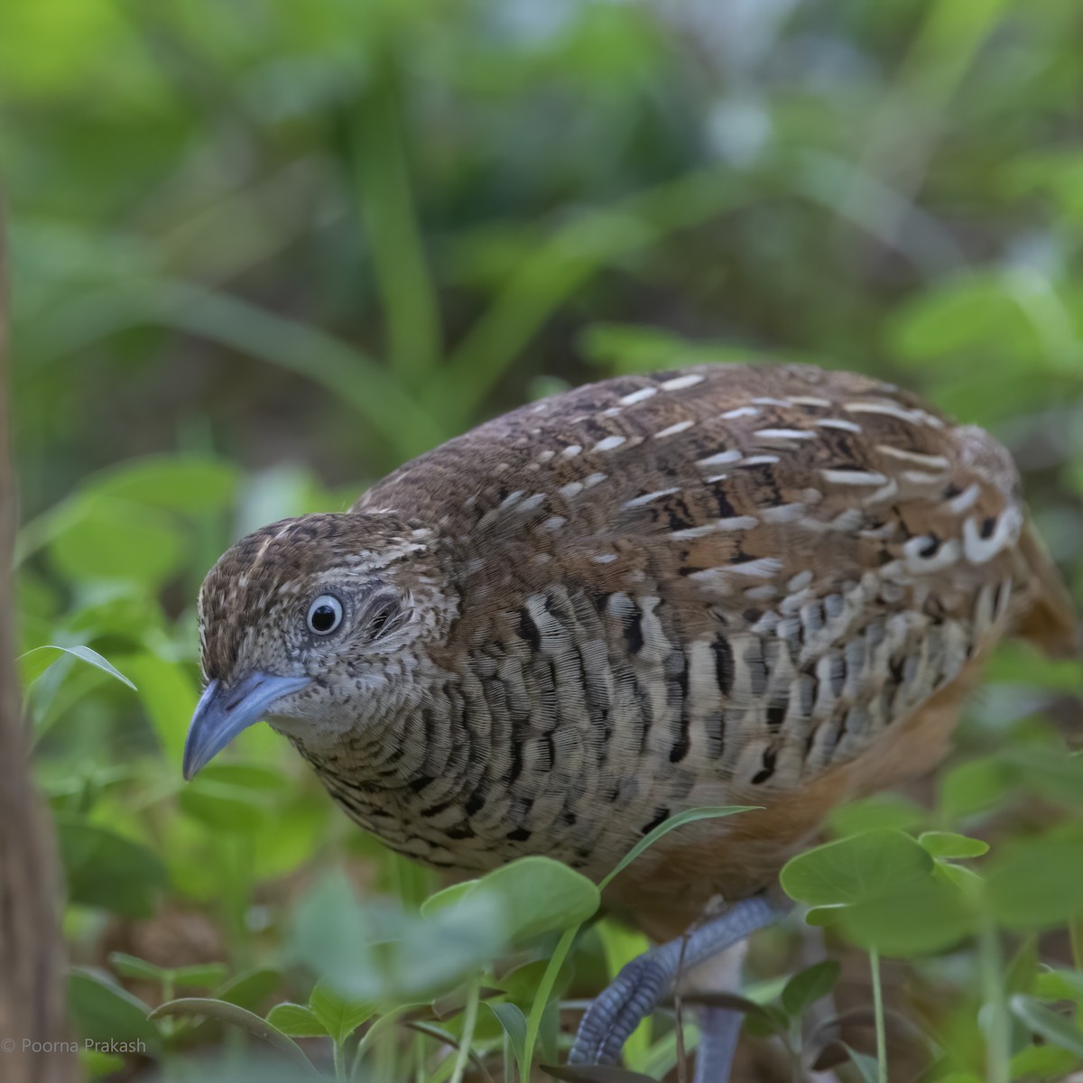 Barred Buttonquail - Poorna Parvathala