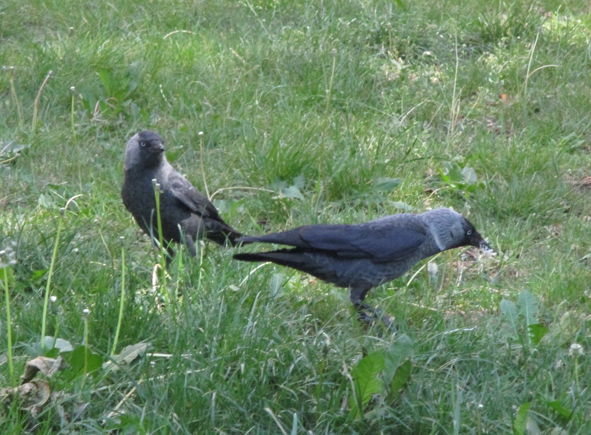 Eurasian Jackdaw - ML244134411