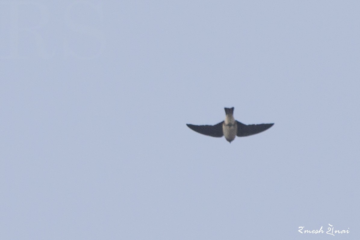 Gray-throated Martin - ML244134521