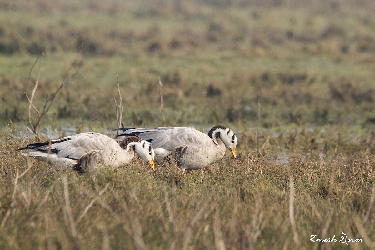 Bar-headed Goose - Ramesh Shenai