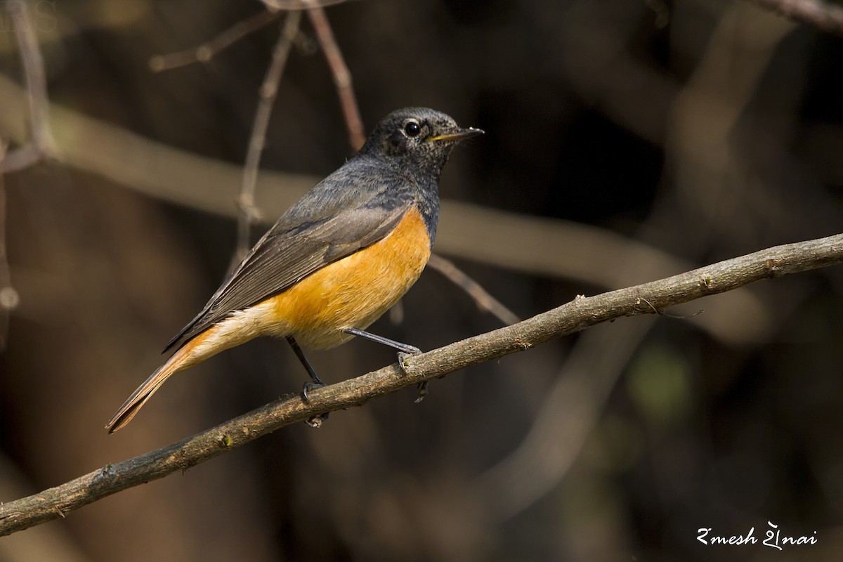 Black Redstart - Ramesh Shenai