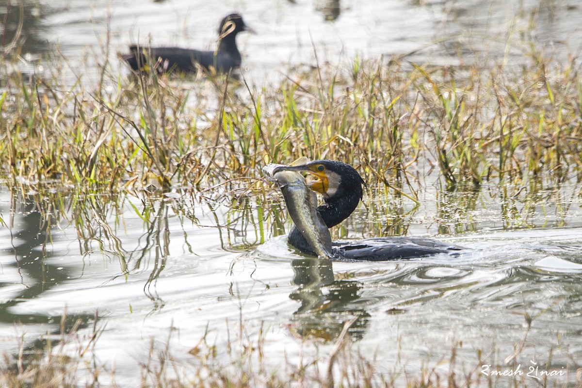 Great Cormorant - ML244134941