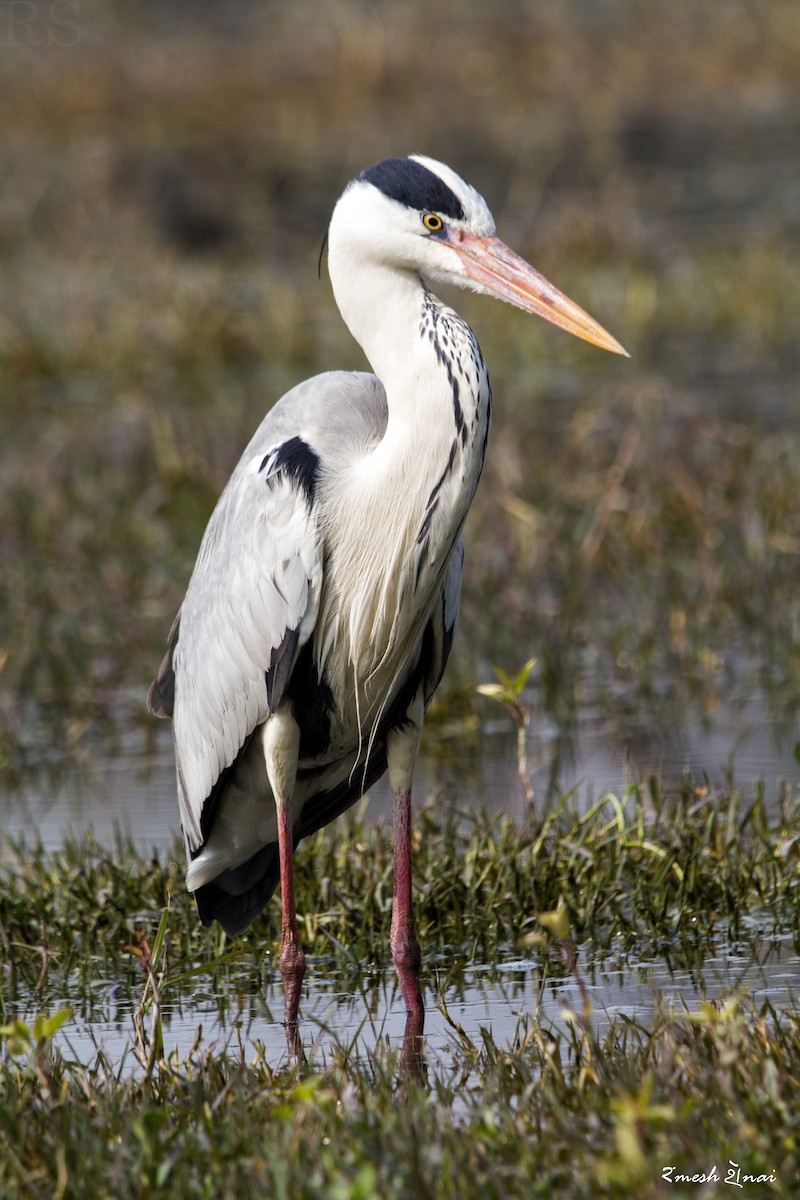 Gray Heron - ML244134951