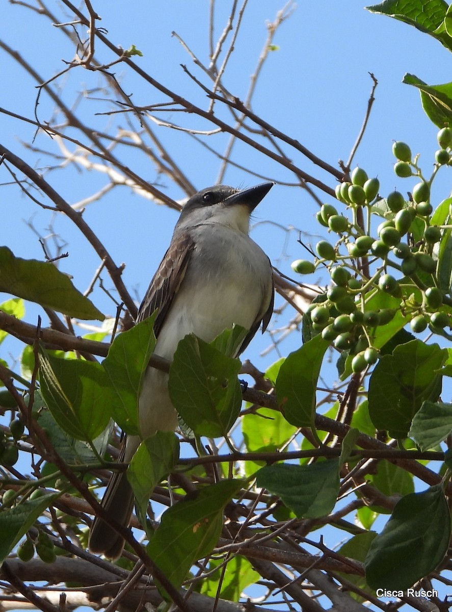 Gray Kingbird - Cisca  Rusch