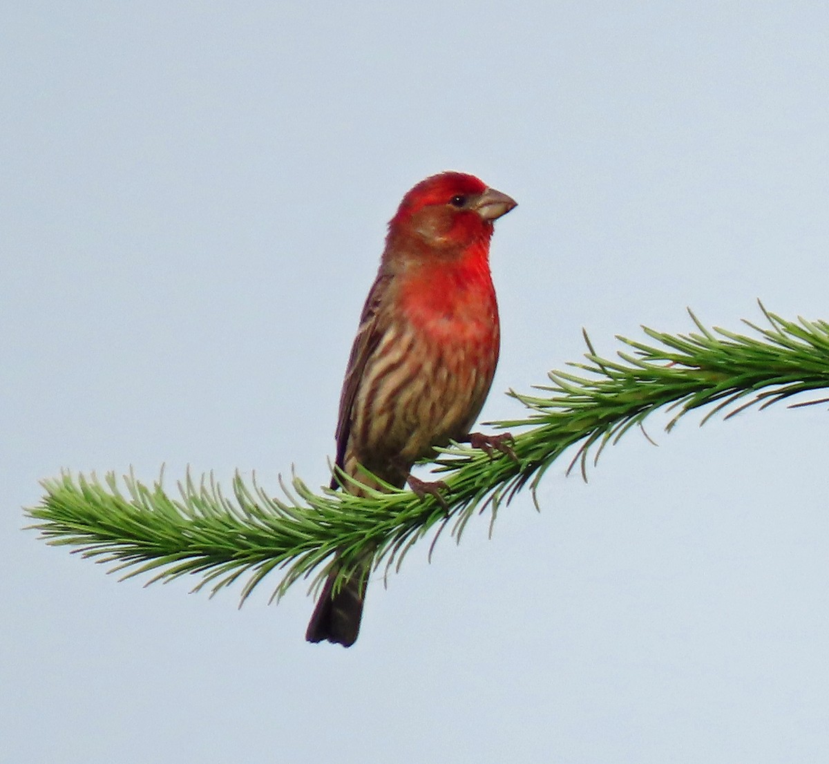 House Finch - ML244134971