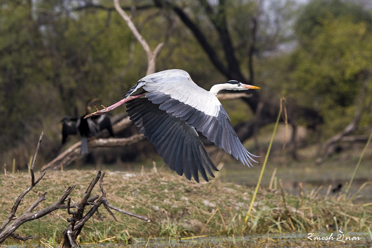 Gray Heron - ML244134981