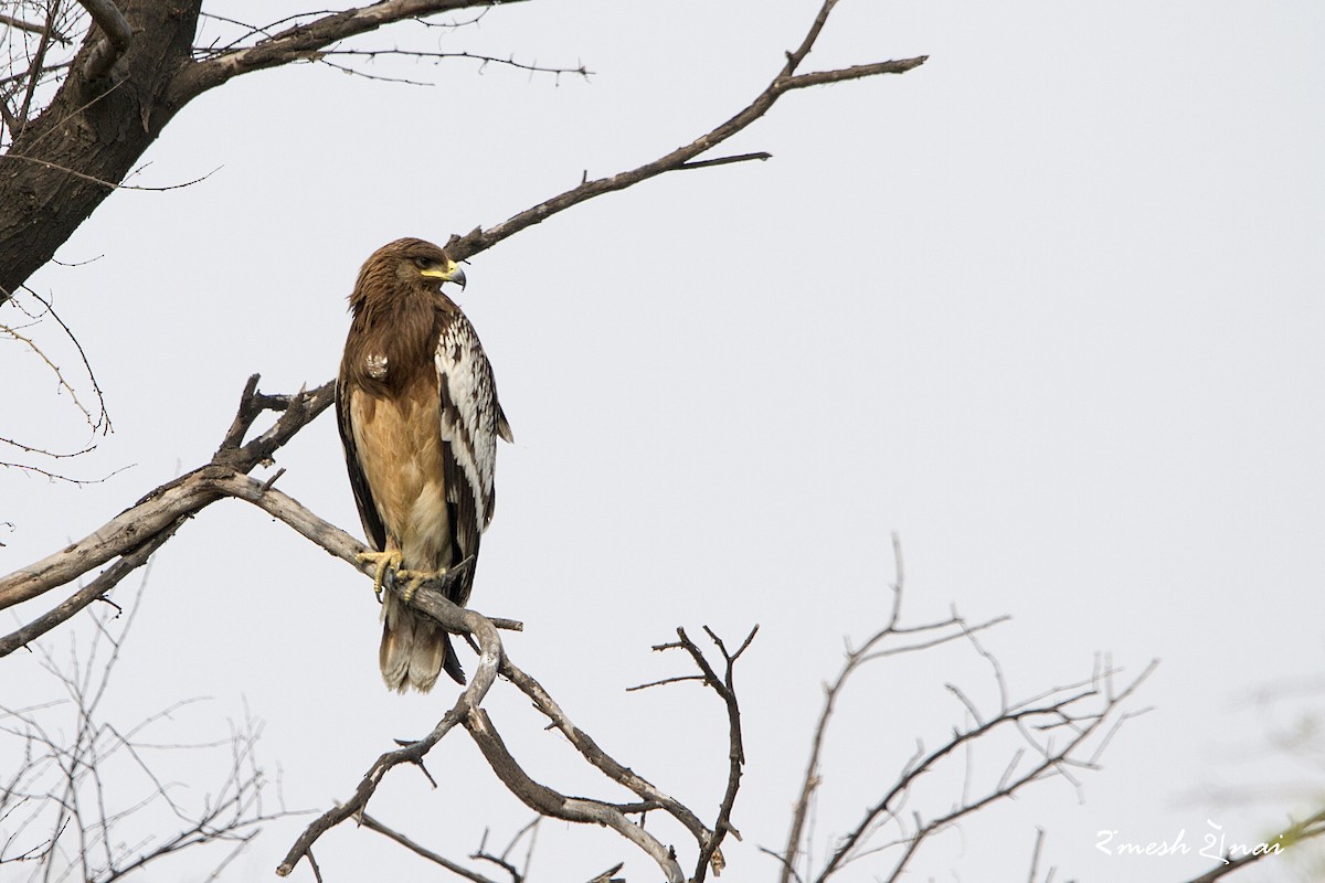 Greater Spotted Eagle - ML244135031