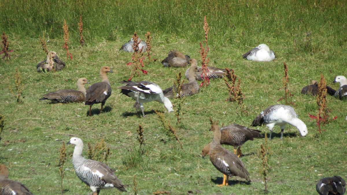 Upland Goose - adriana centeno