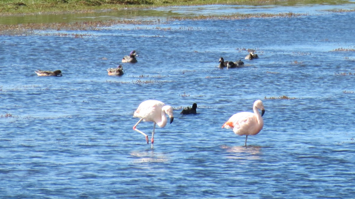 Şili Flamingosu - ML244135611