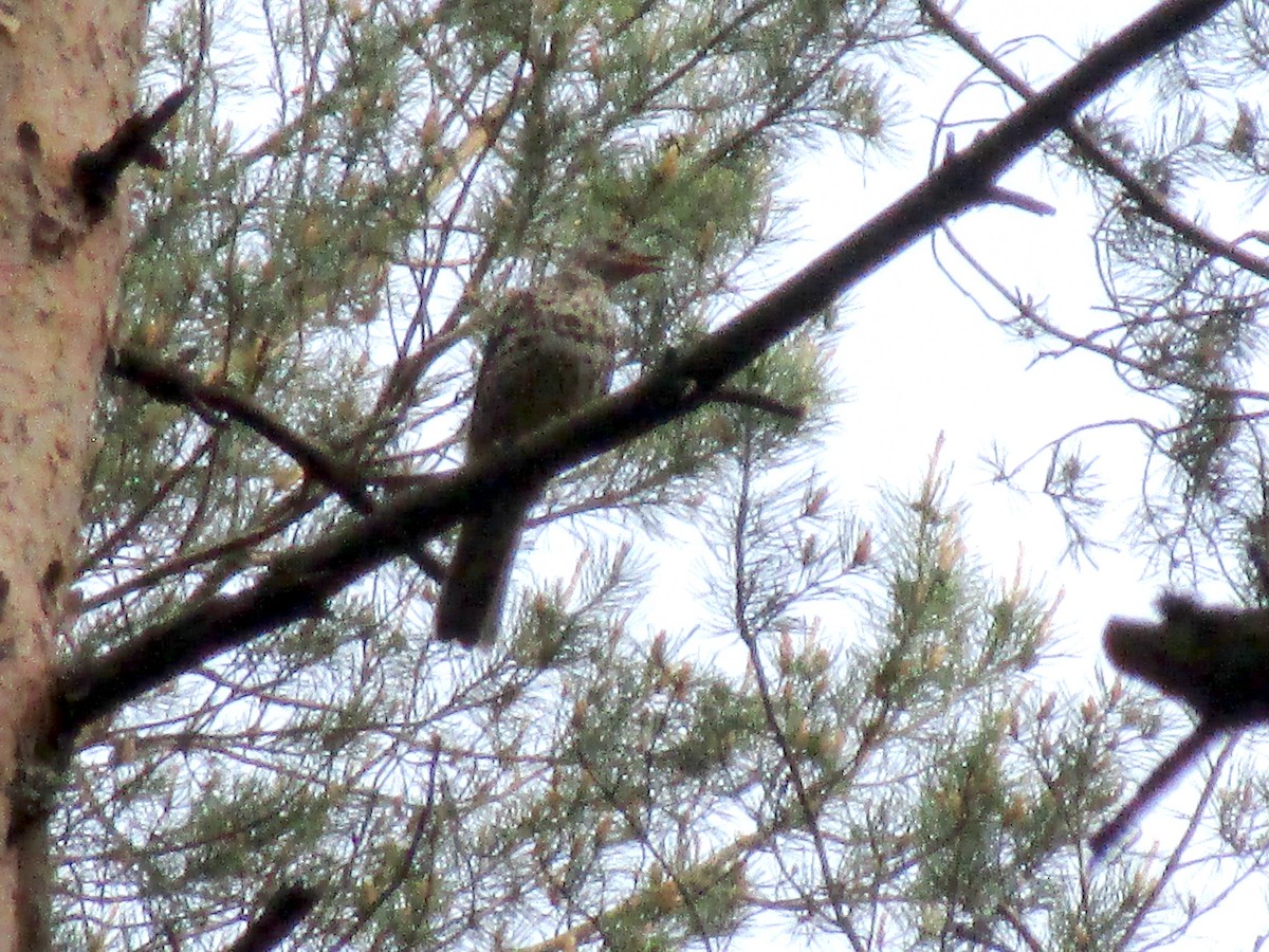 Mistle Thrush - ML244135621