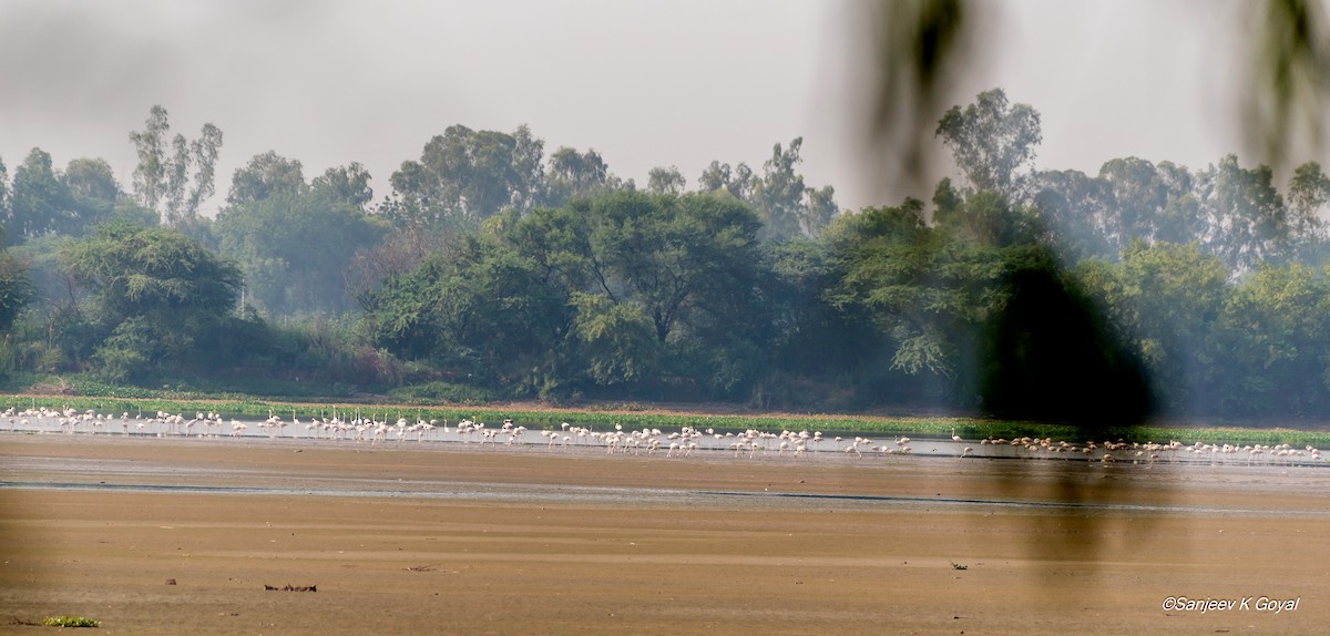 Greater Flamingo - ML244135871