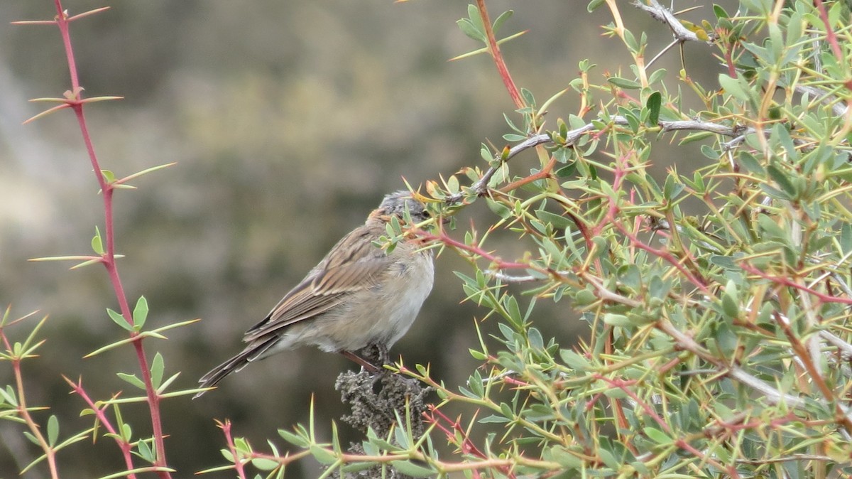 Rufous-collared Sparrow - adriana centeno