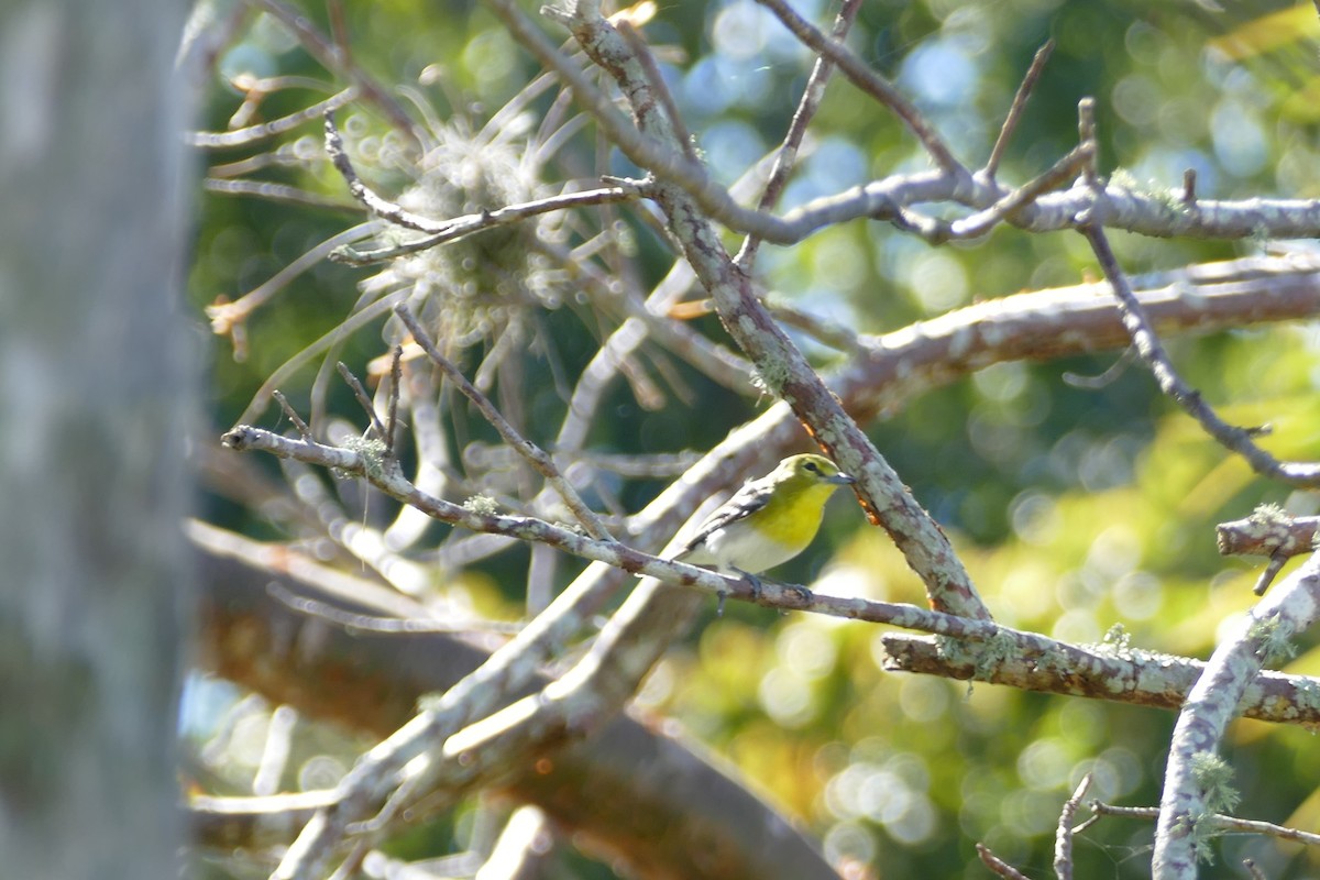 Yellow-throated Vireo - ML24413671