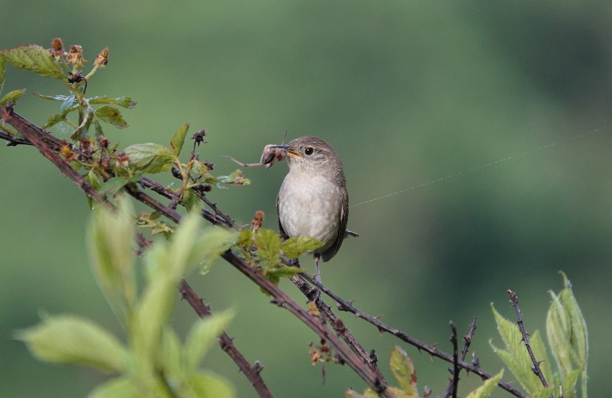 Northern House Wren - ML244137271