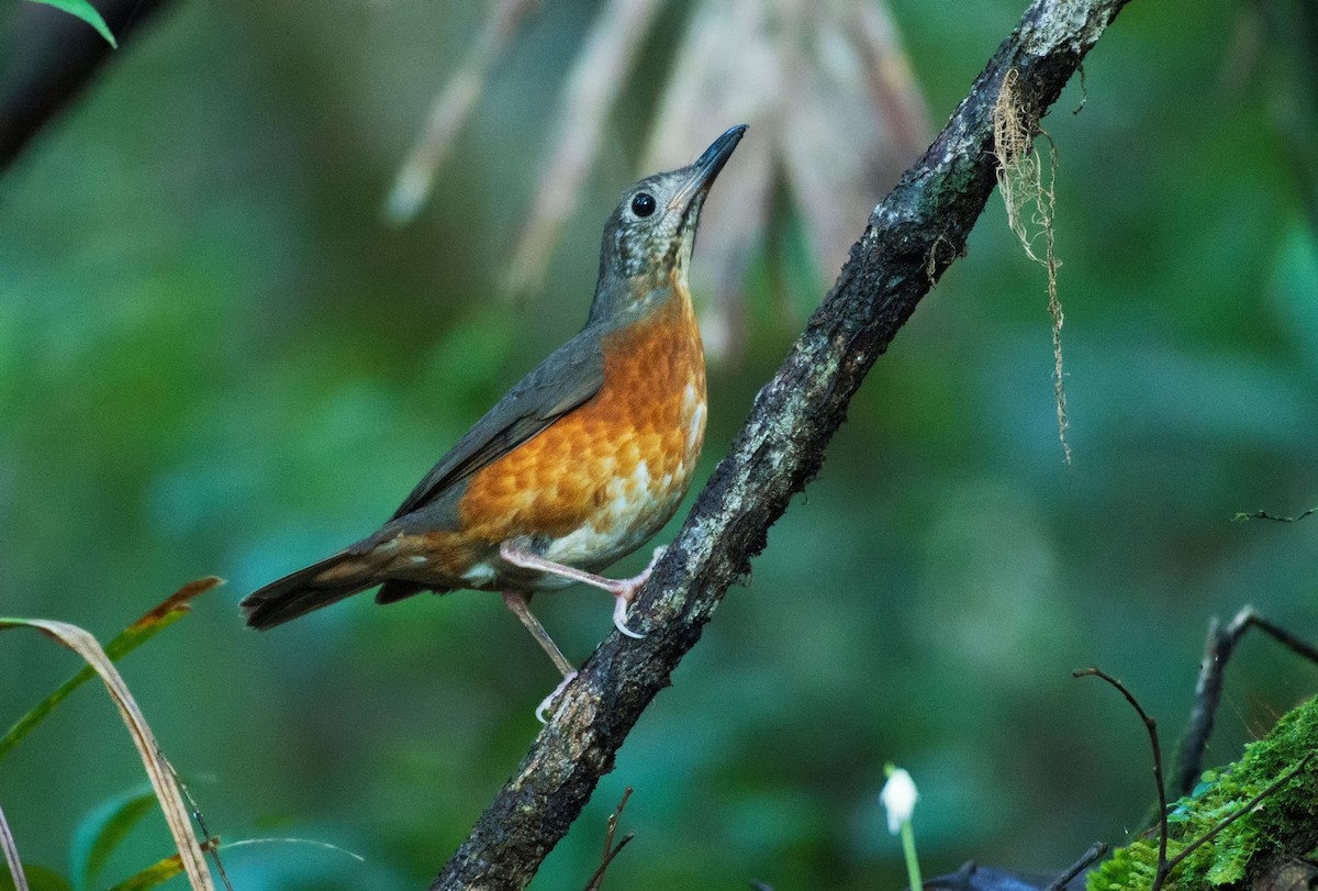 Everett's Thrush - ML244137981