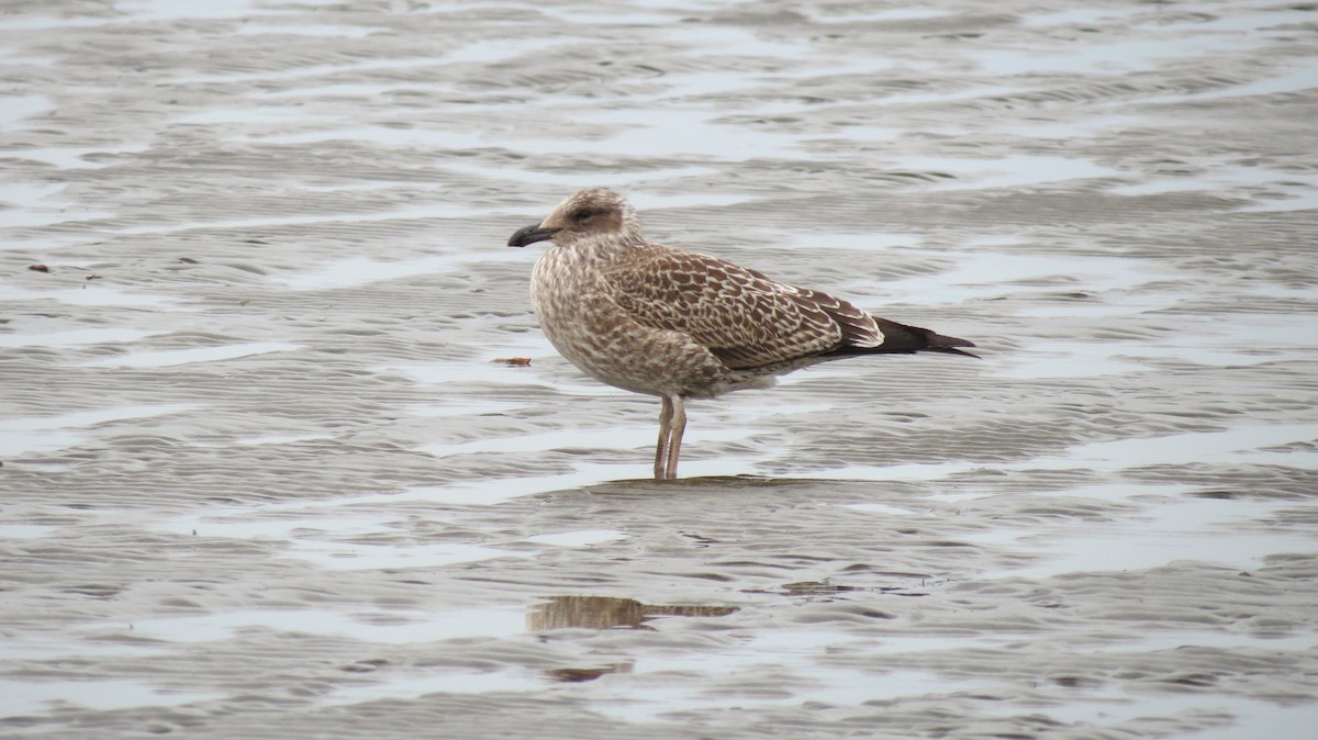 Kelp Gull - adriana centeno