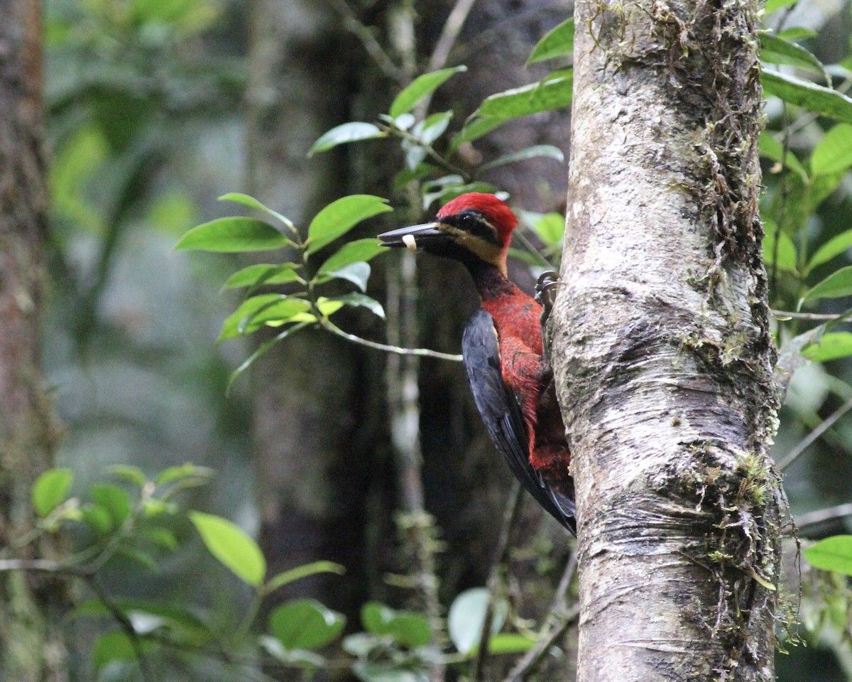 Crimson-bellied Woodpecker (Splendid) - ML244140341