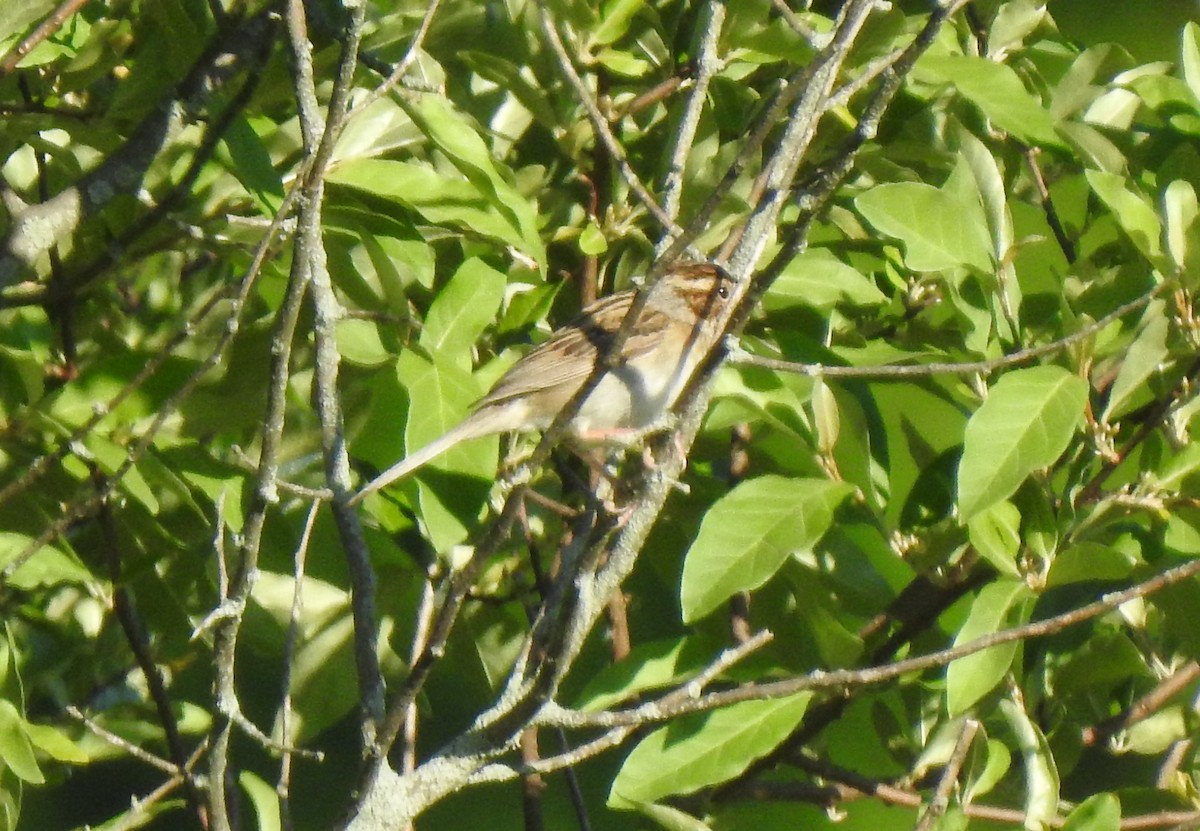 Clay-colored Sparrow - ML244140601