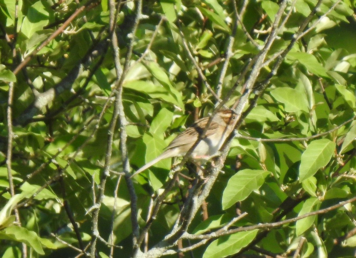 Clay-colored Sparrow - ML244140611