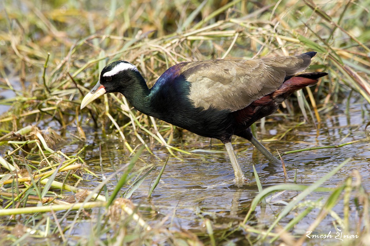 Bronze-winged Jacana - ML244141671