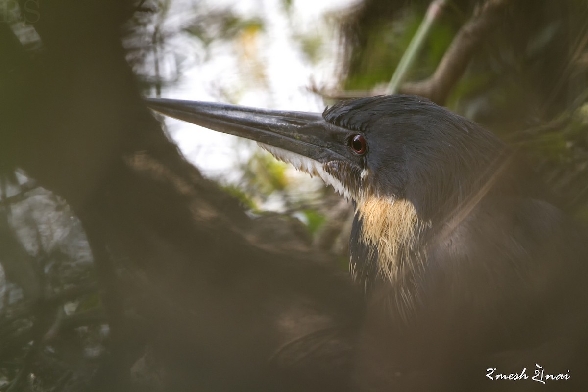 Black Bittern - ML244141681