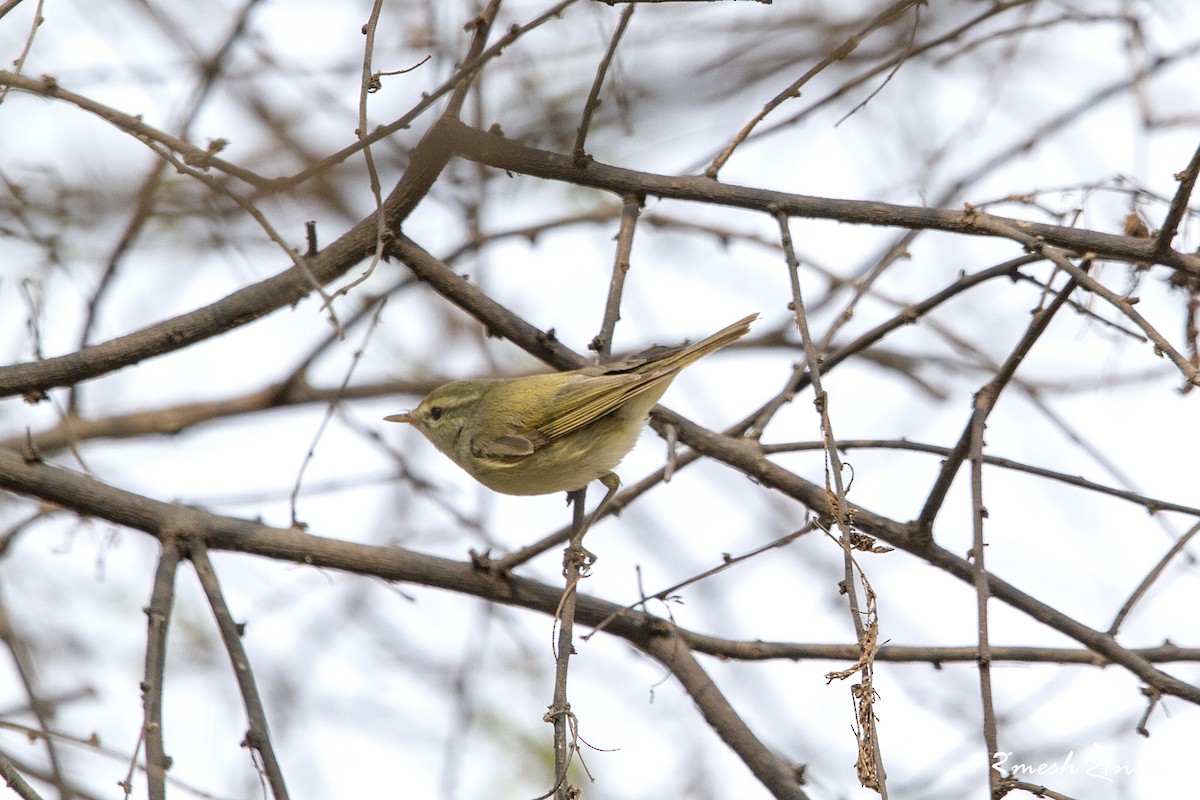 Greenish Warbler - ML244141731