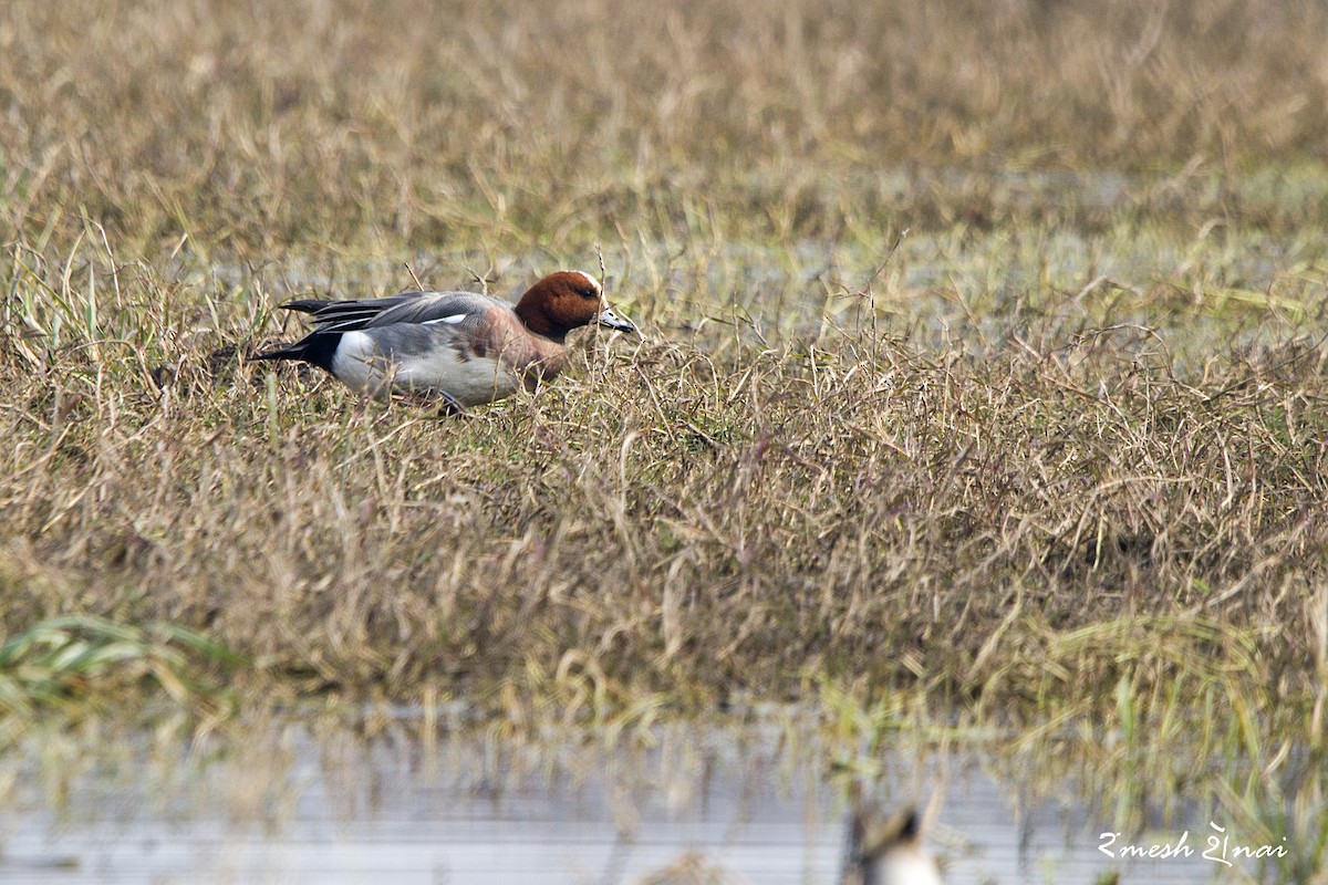 Eurasian Wigeon - ML244141801