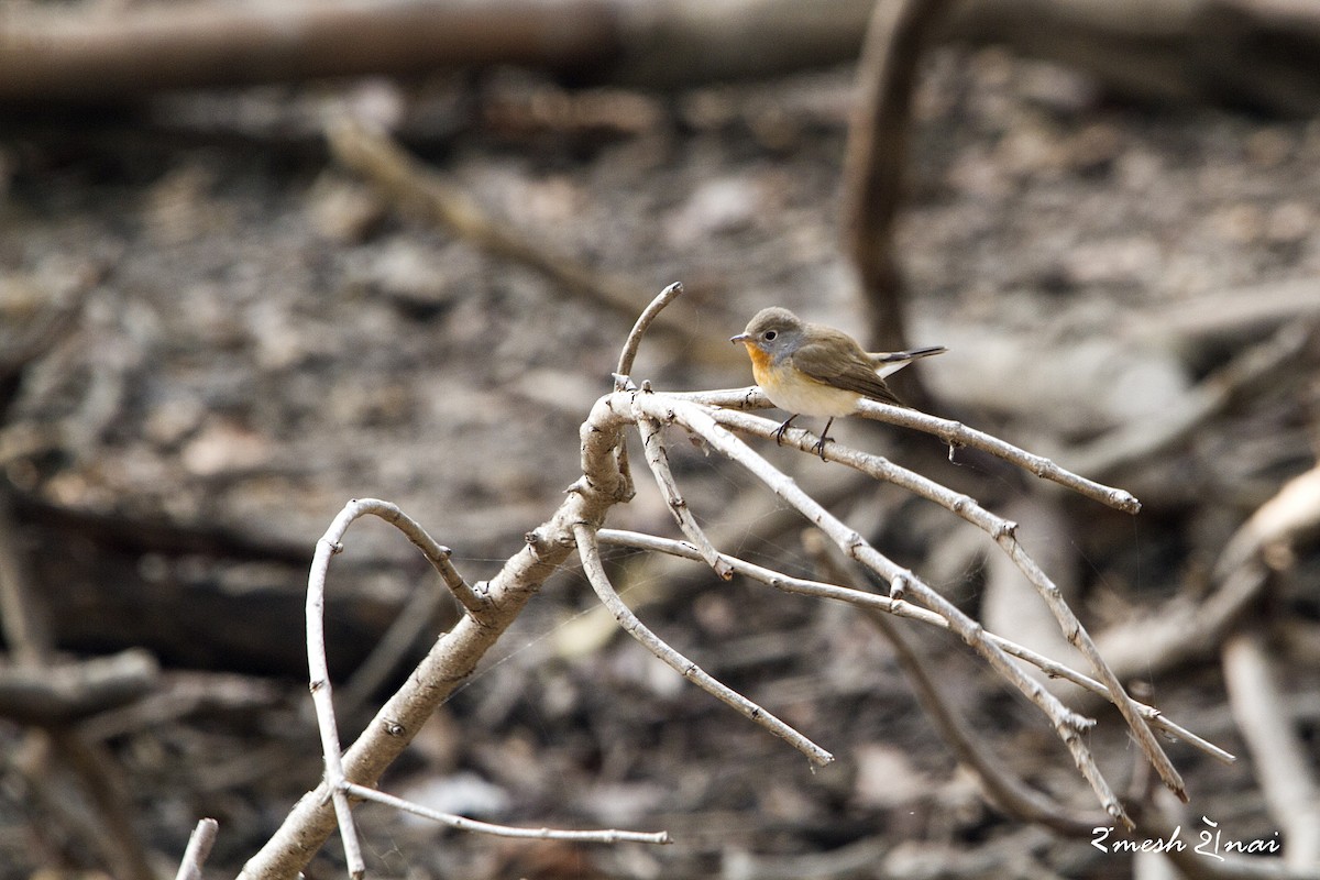 Red-breasted Flycatcher - ML244141921