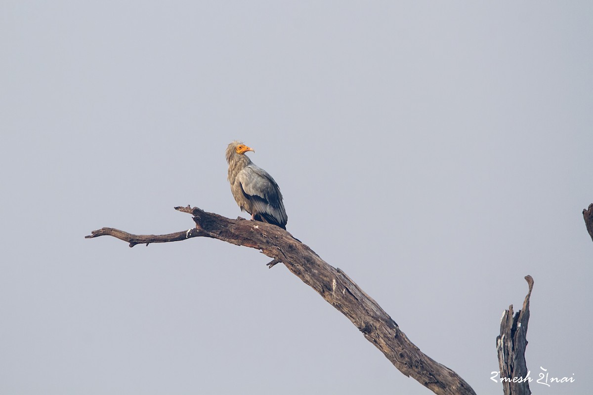 Egyptian Vulture - ML244141991